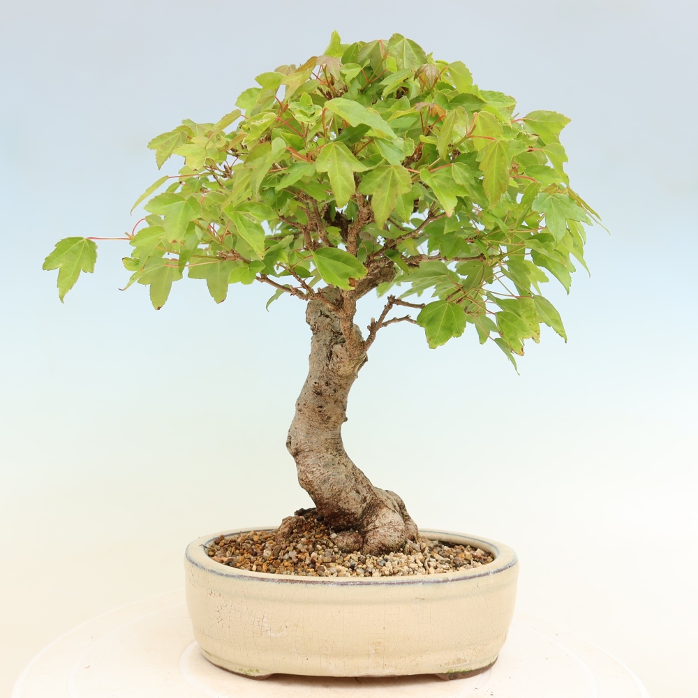 Vonkajšie bonsaje - Javor Burger - Acer Burgerianum
