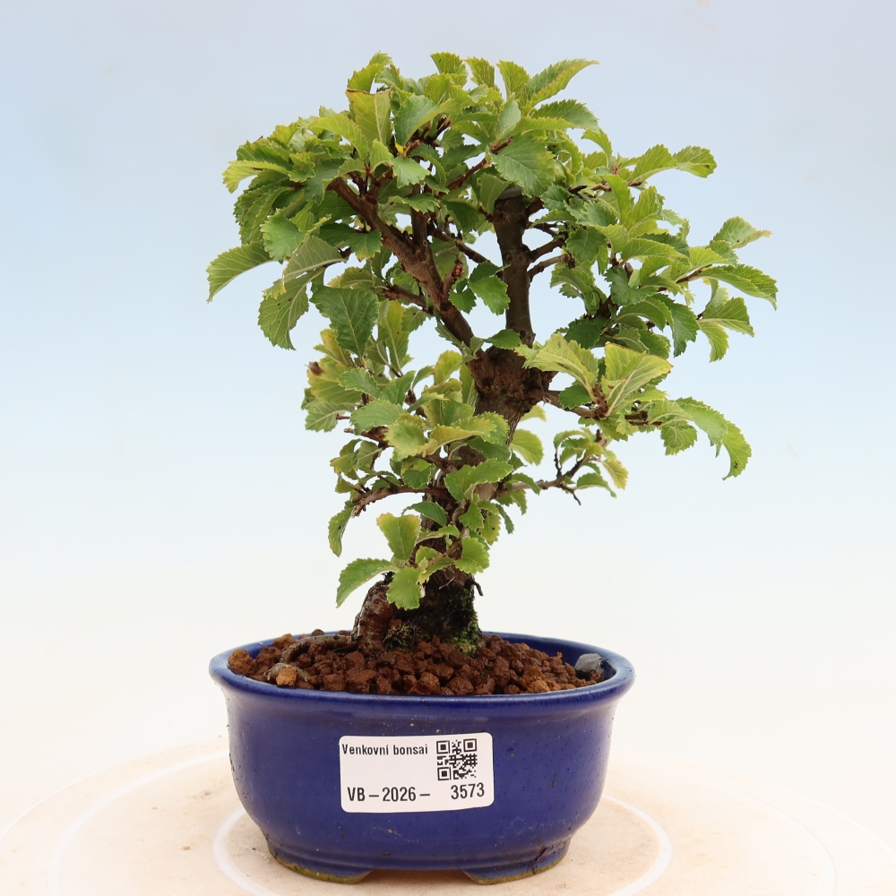 Vonkajšie bonsaje - Zelkova - Zelkova NIRE