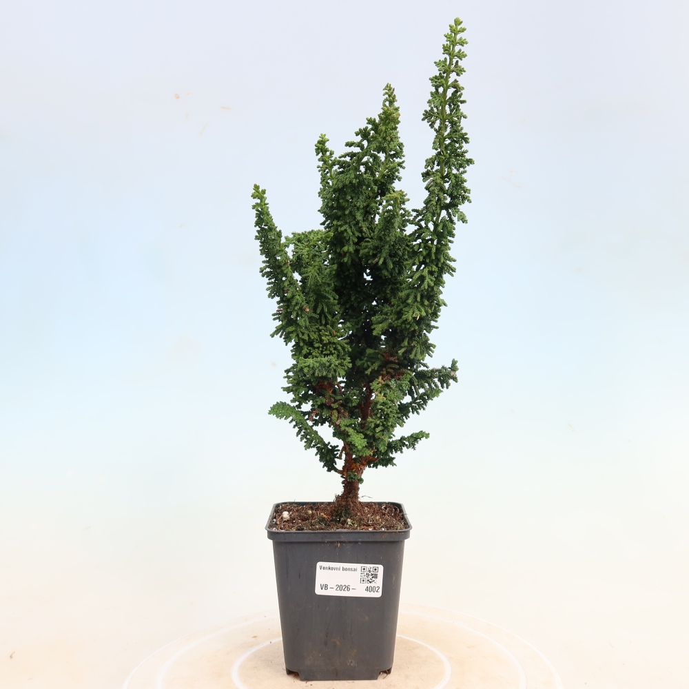 Vonkajší bonsaj - Cham. obtusa SEKKA HINOKI - Cypruštek