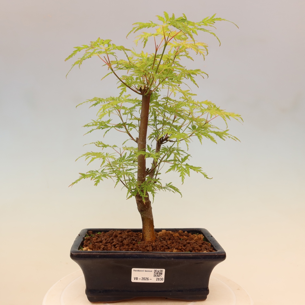 Vonkajší bonsai – Acer palmatum Dissectum – javor dlaňolistý 