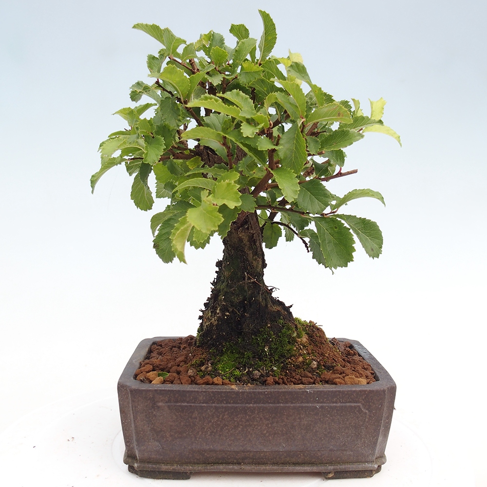 Vonkajšie bonsai - Zelkova - Zelkova Nirom