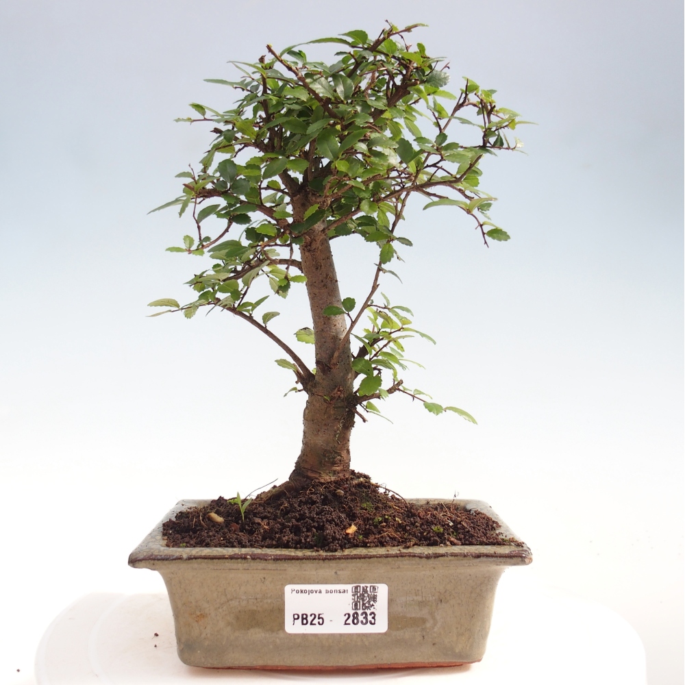 Izbová bonsai - Ulmus parvifolia - malolistá brest