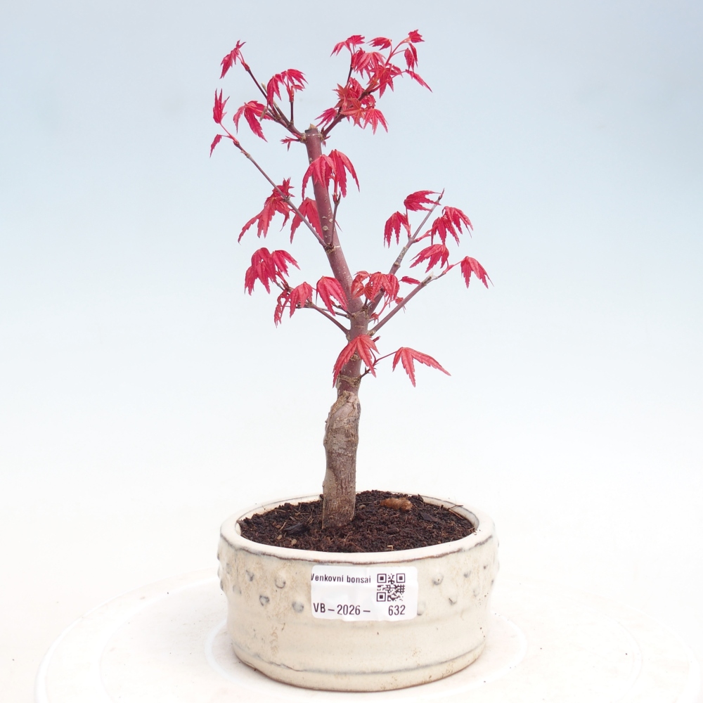 Vonkajšie bonsai - Javor dlaňolistý - Acer palmatum DESHOJO