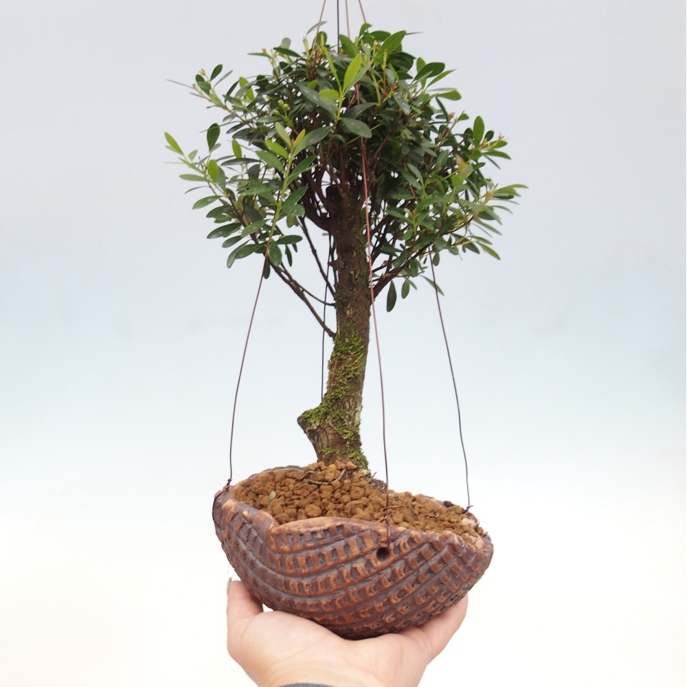 Kokedama v keramike -Syzygium - Pimentovník