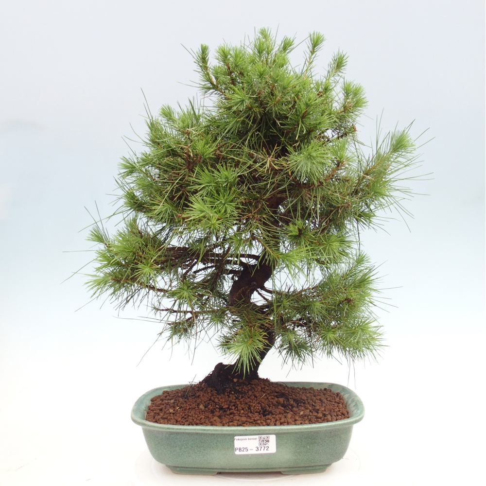 Izbový bonsaj - Pinus halepensis - Borovica aleppská