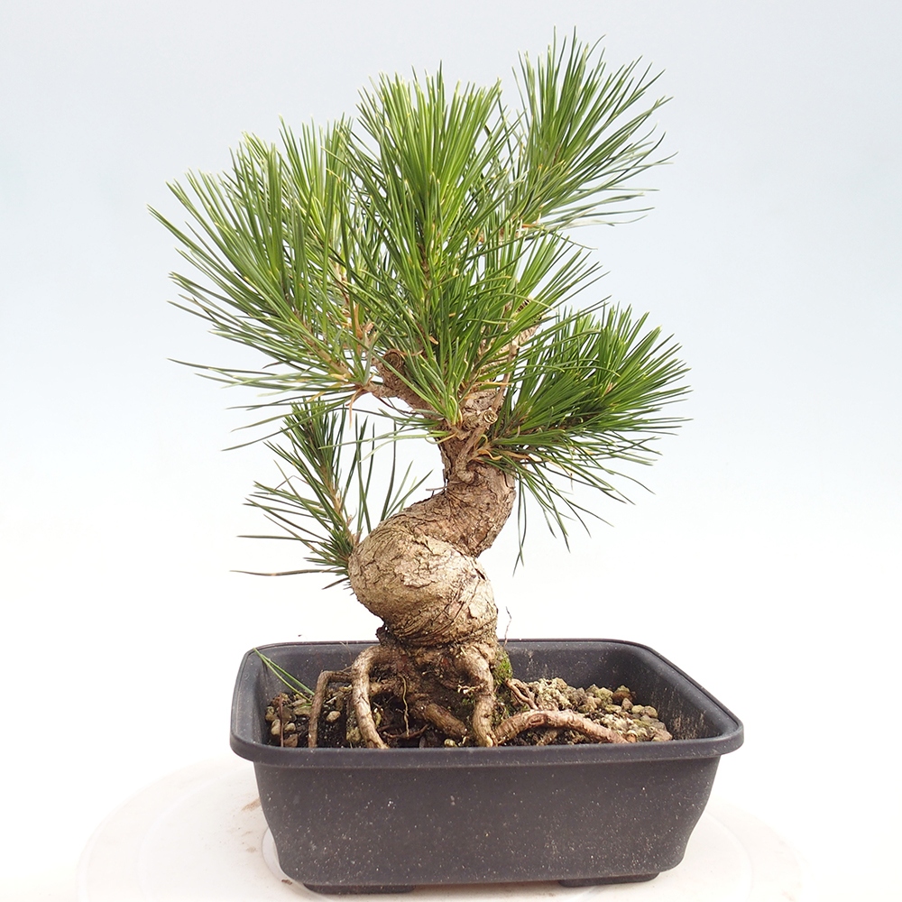 Vonkajšie bonsaje - Pinus thunbergii - borovica Thunbergova