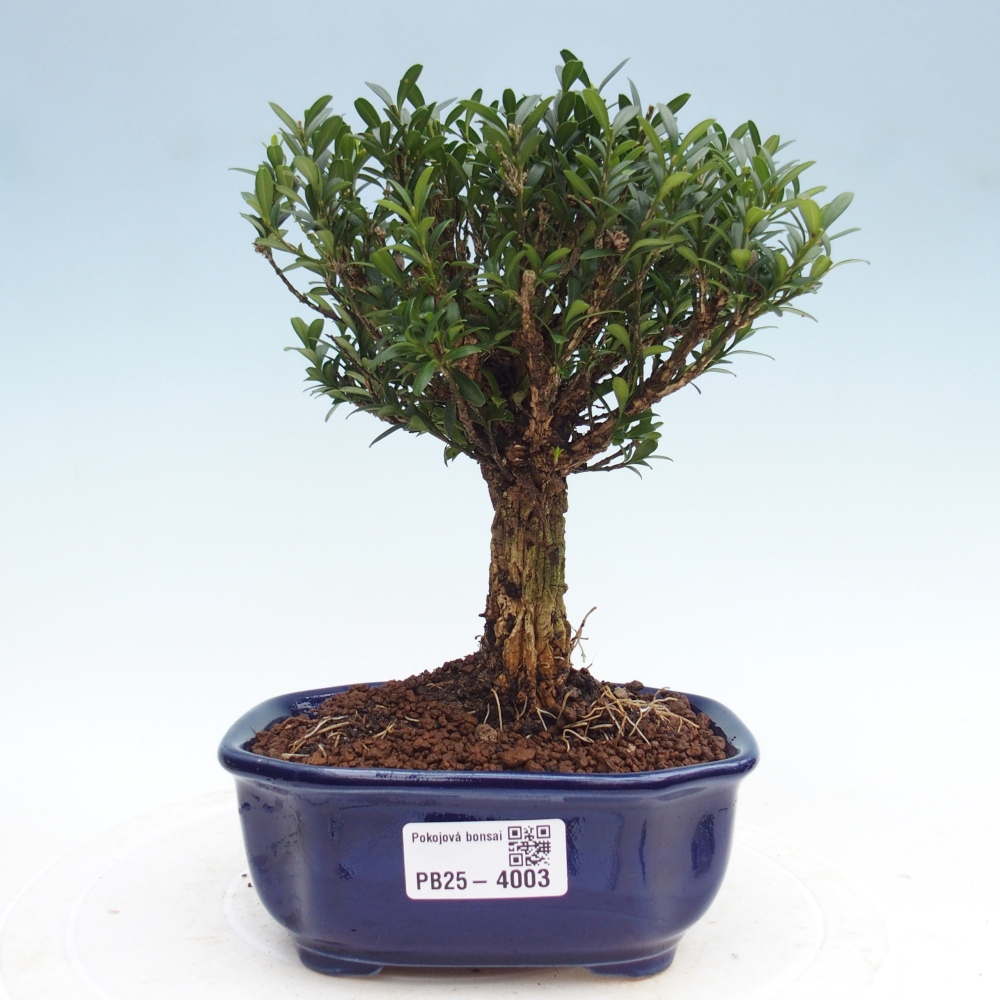 Izbové bonsaje - Buxus harlandii - korkový buxus