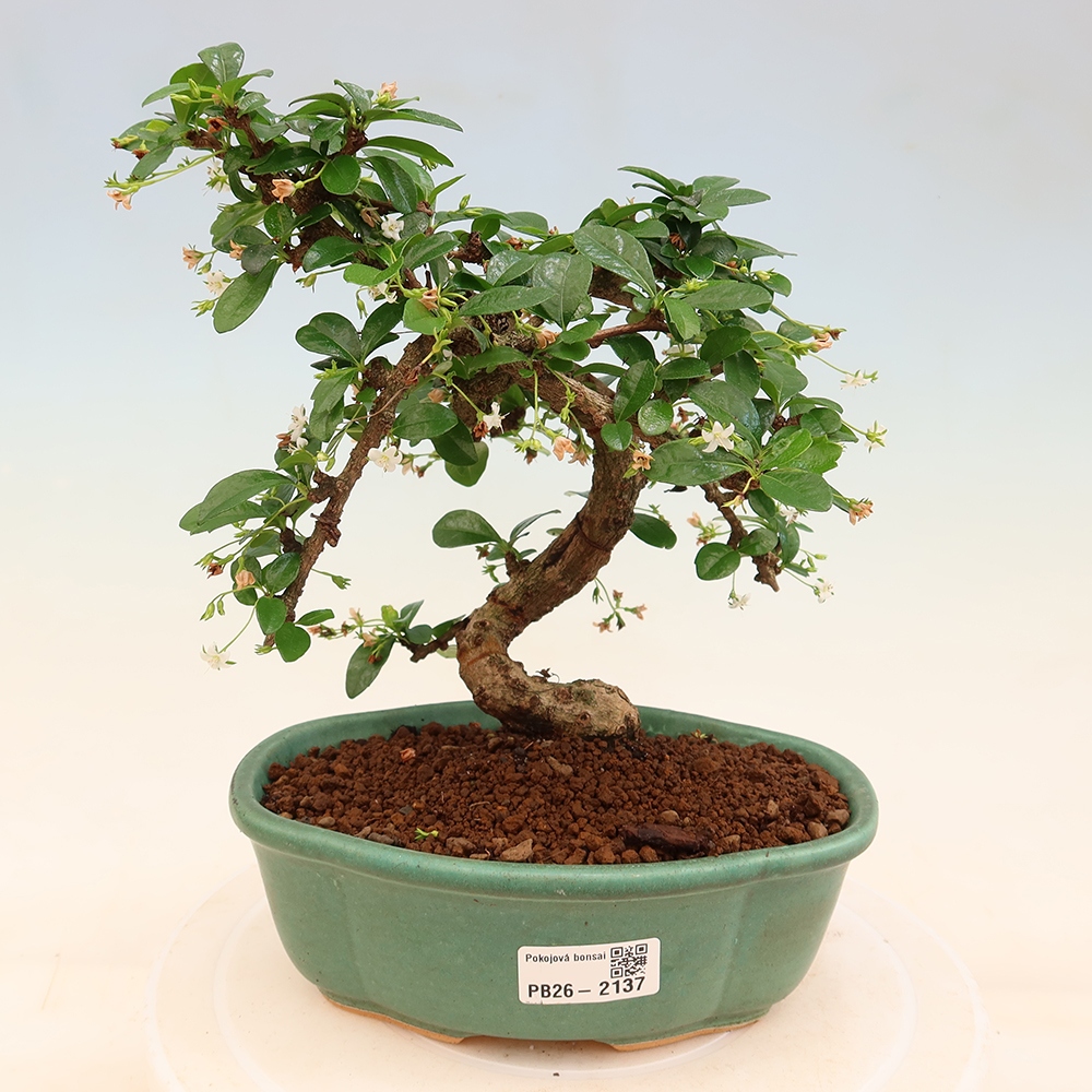 Izbové bonsaje - Carmona macrophylla - Tea fuki