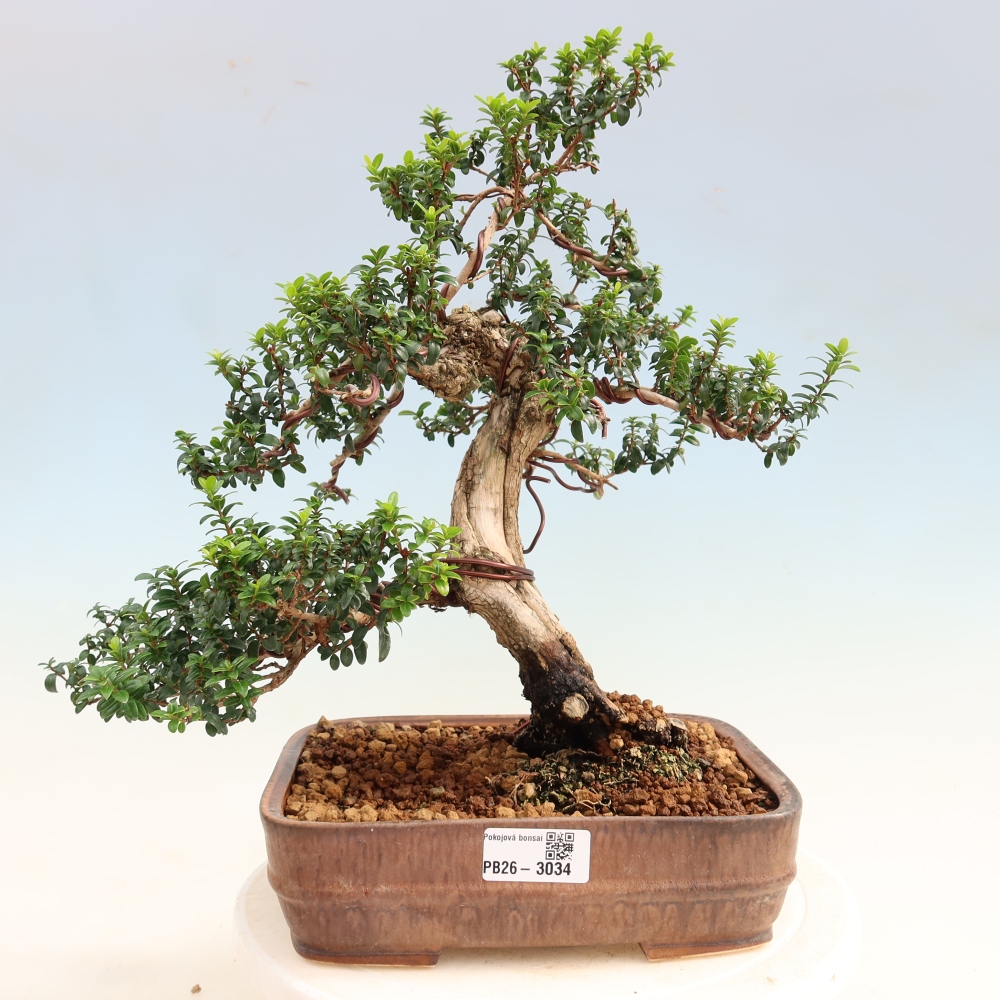 Izba bonsai – Myrtus communis – Myrta obyčajná