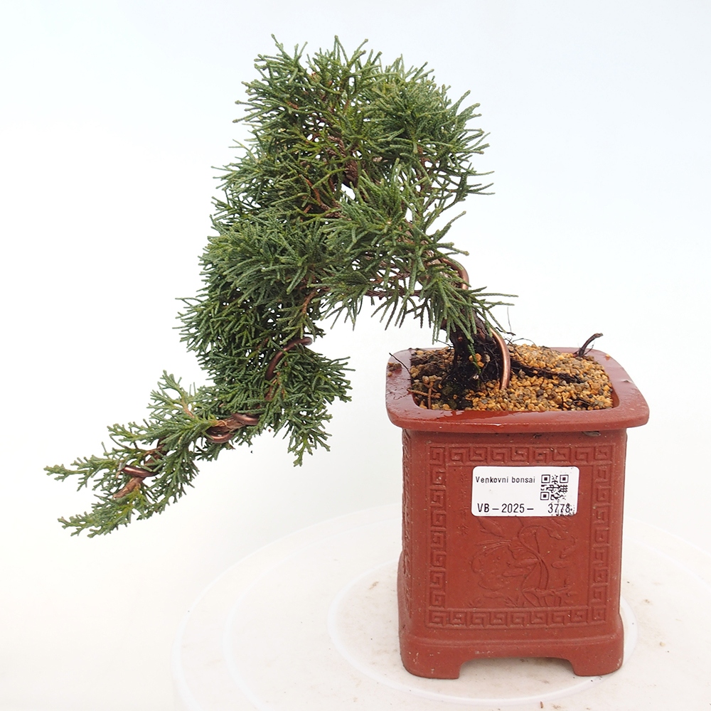 Vonkajší bonsaj - Juniperus chinensis Kishu