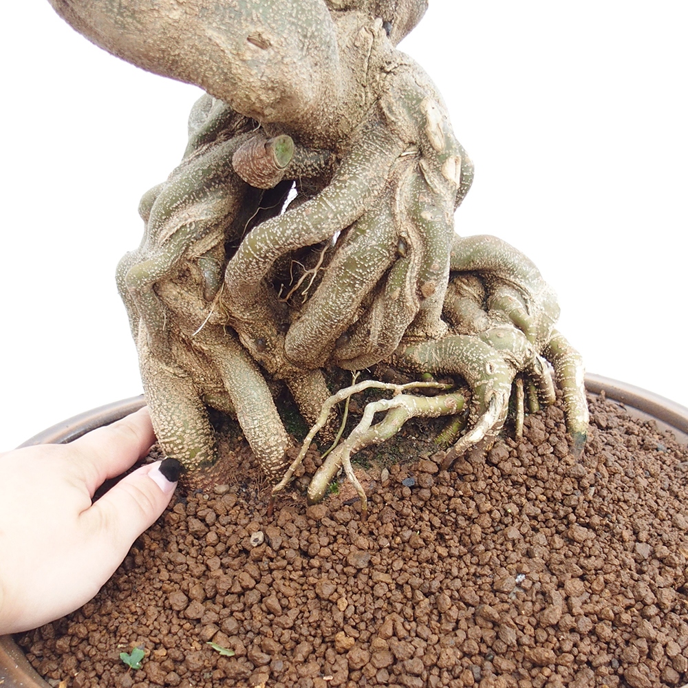 Vonkajšie bonsai - Javor Buergerianum - Javor Burgerův
