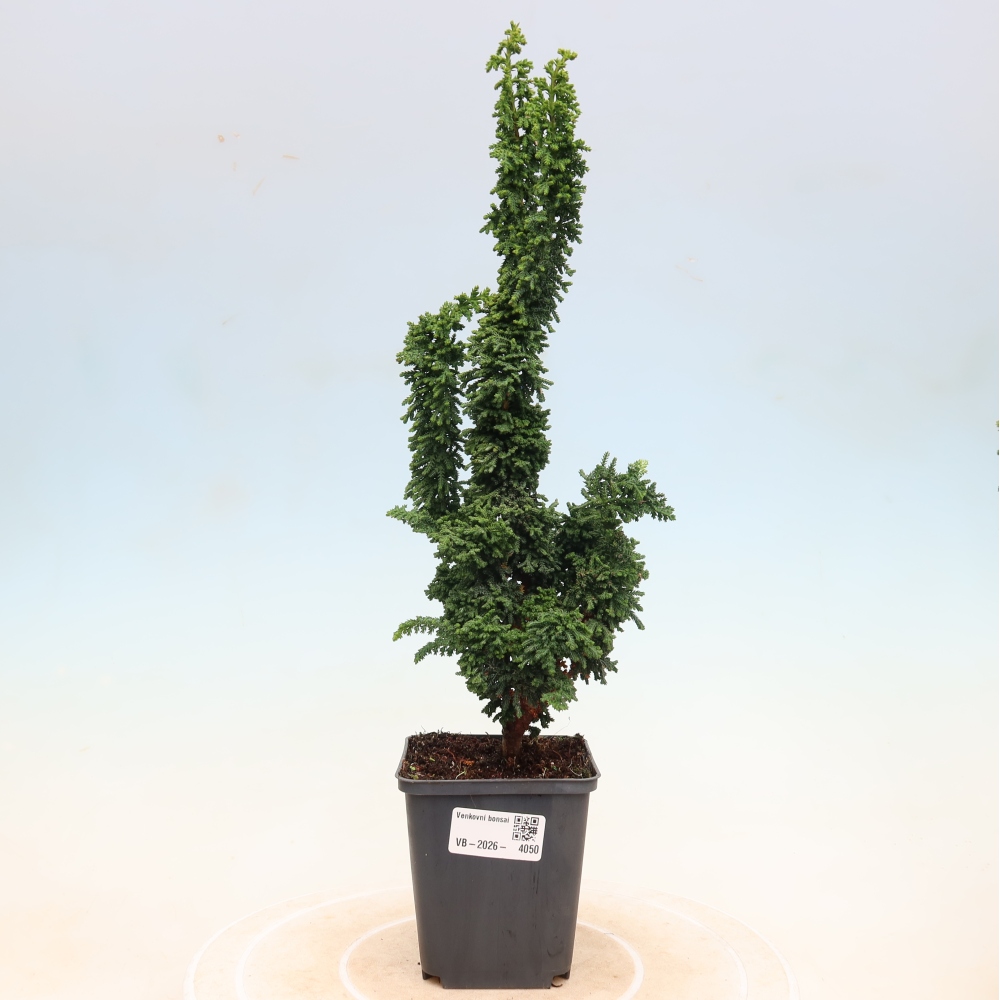 Vonkajší bonsaj - Cham. obtusa SEKKA HINOKI - Cypruštek