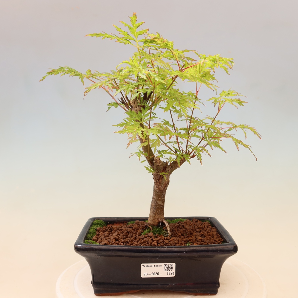 Vonkajší bonsai – Acer palmatum Dissectum – javor dlaňolistý 
