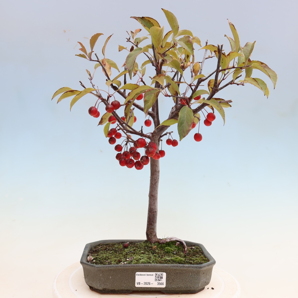 Vonkajšia bonsaj -Malus domestica - Maloplodá jabloň s červenými listami