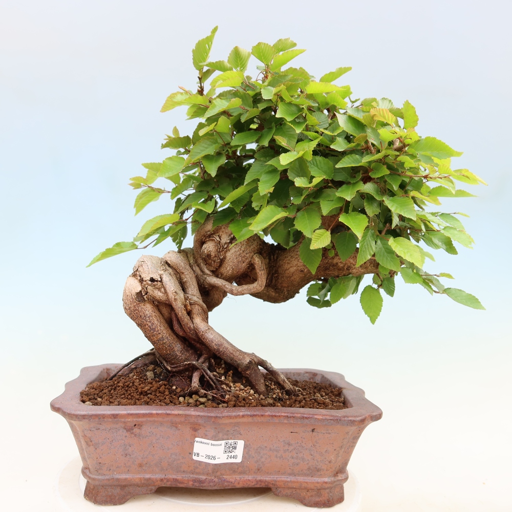 Vonkajší bonsaj -Carpinus coreana - Hrab kórejský