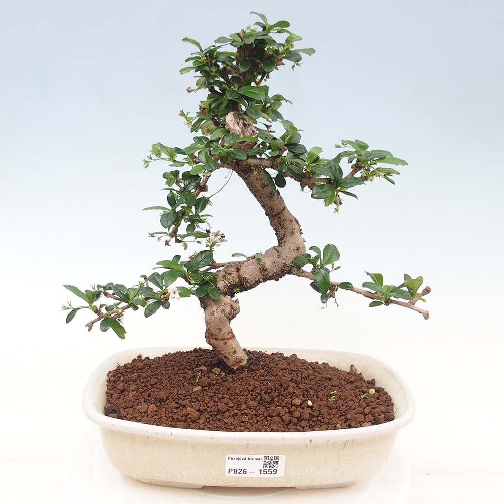 Izbové bonsaje - Carmona macrophylla - Tea fuki