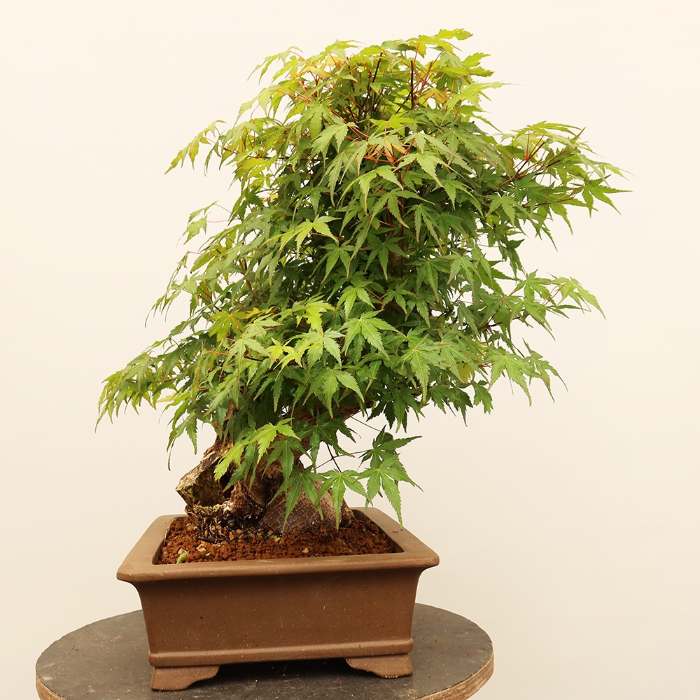 Vonkajšie bonsaje - Maple palmatum - Palmy