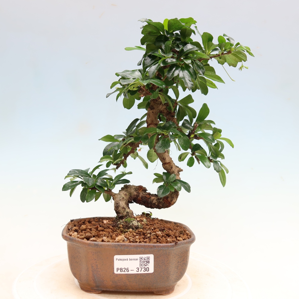 Izbové bonsaje - Carmona macrophylla - Tea fuki