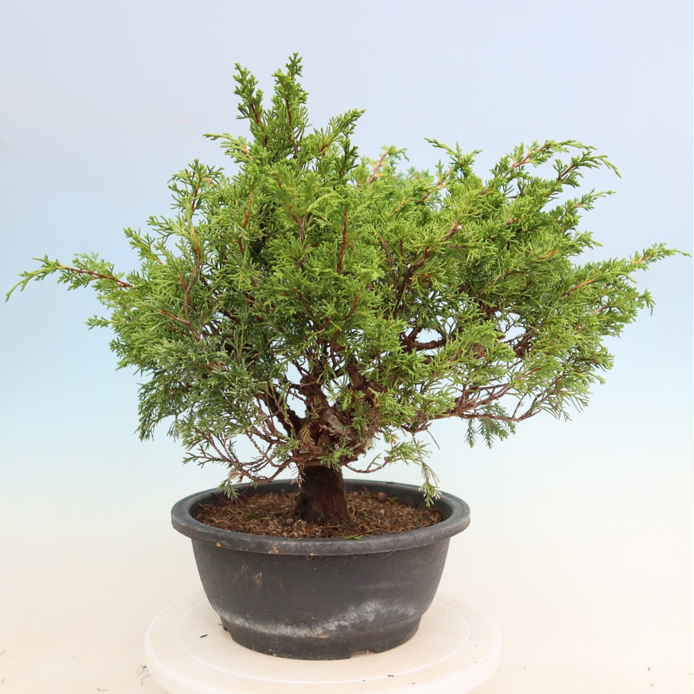 Vonkajší bonsai – Juniperus chinensis Itoigawa – čínsky jalovec