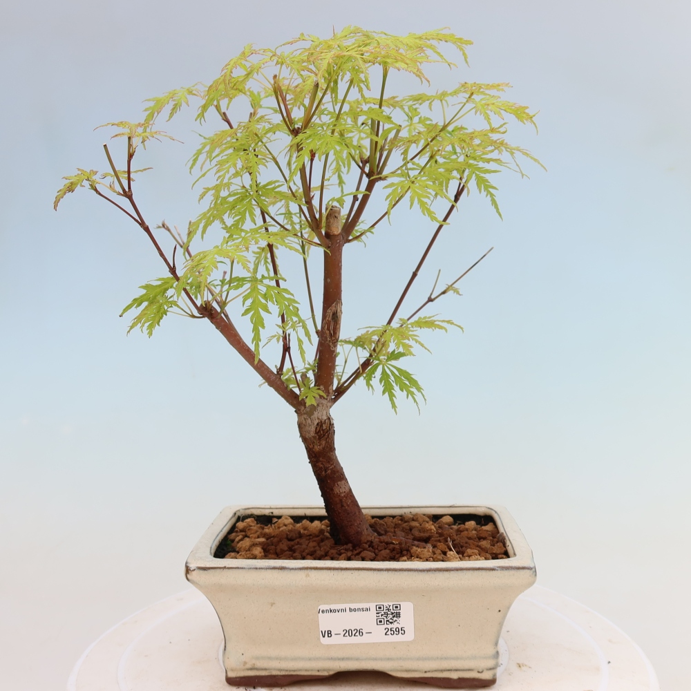 Vonkajší bonsai – Acer palmatum Dissectum – javor dlaňolistý 