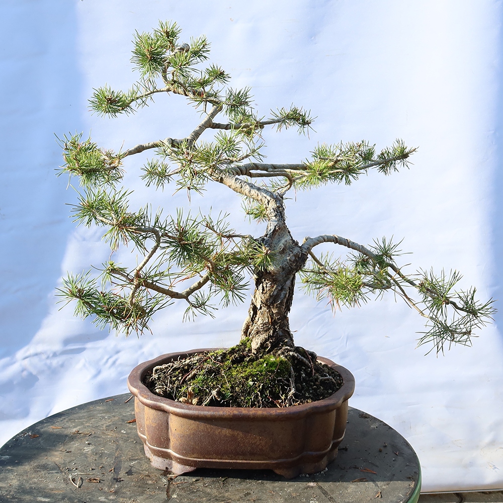 Pinus sylvestris Španielsko – borovica lesná
