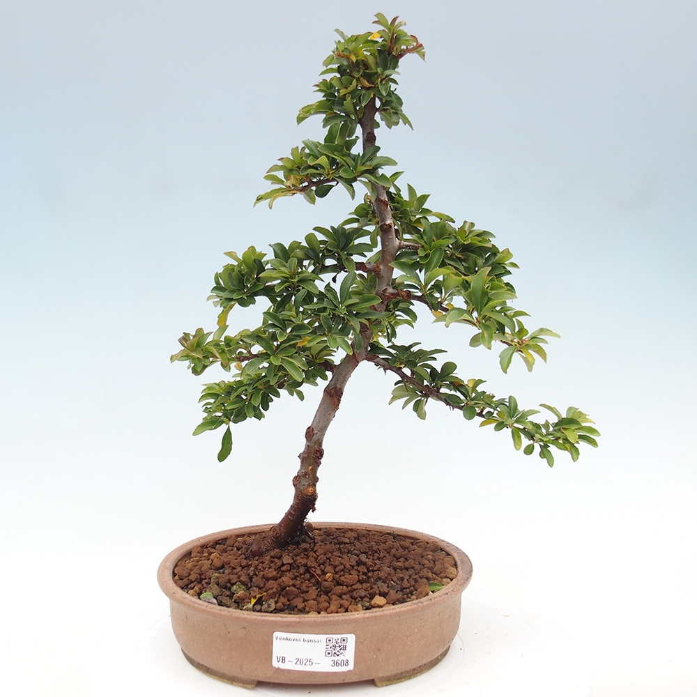 Vonkajšia bonsai-Pyracanta Teton -Hlohyně