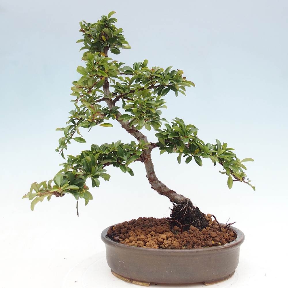 Vonkajšia bonsai-Pyracanta Teton -Hlohyně