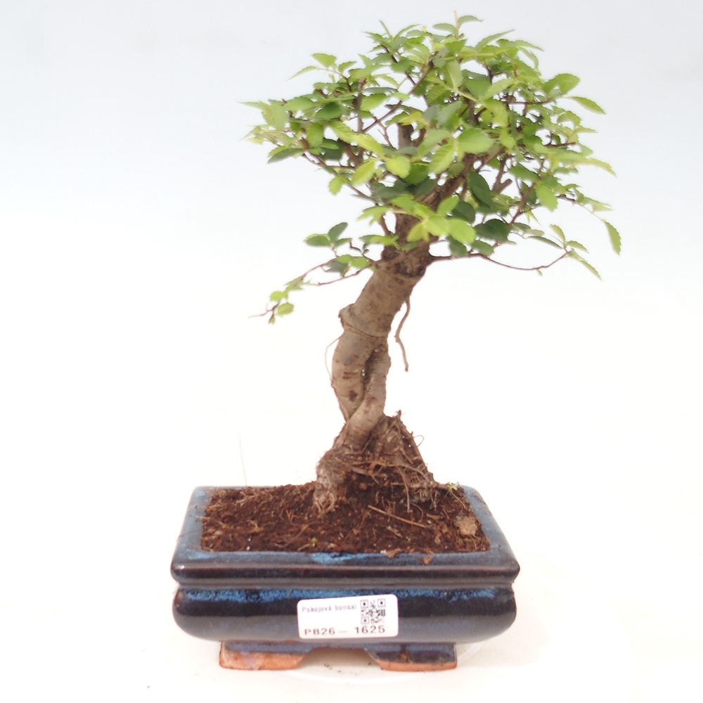 Izbový bonsaj - Ulmus parvifolia - brest malolistý