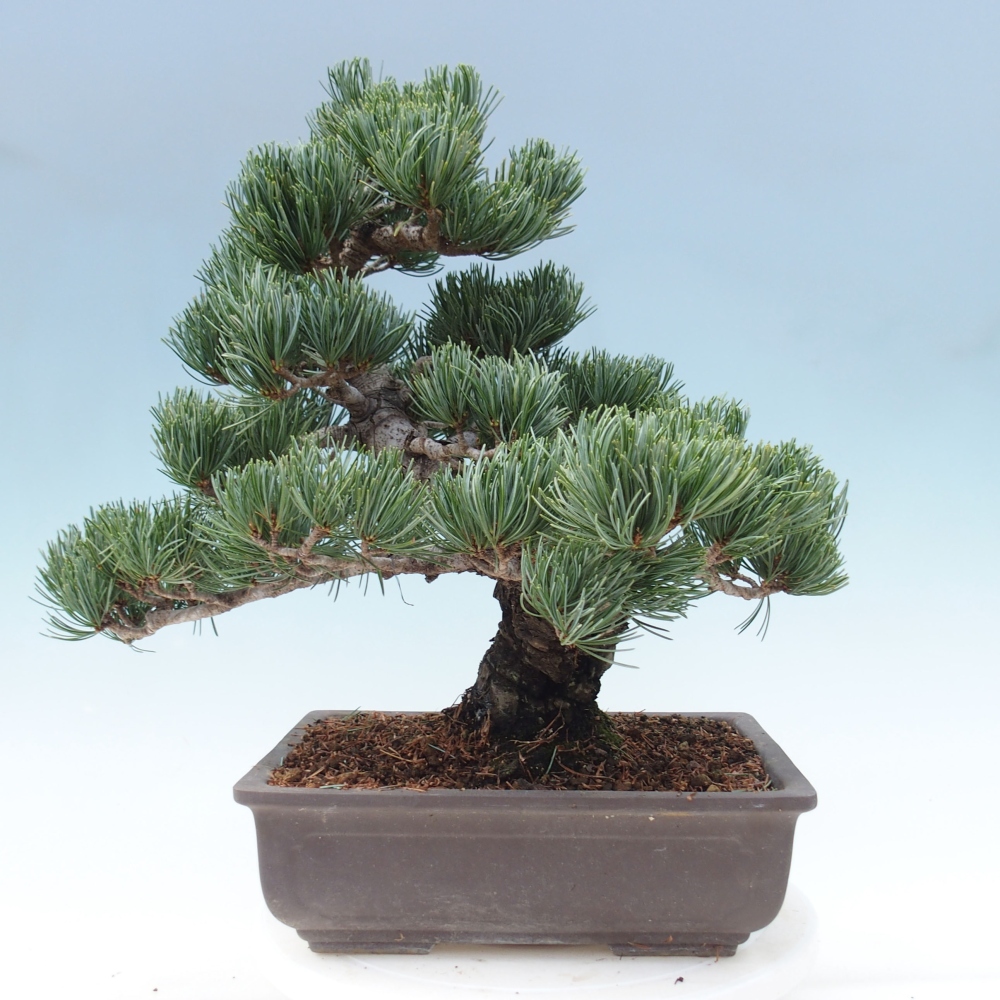 Vonkajšie bonsai - Pinus parviflora - Borovica drobnokvetá