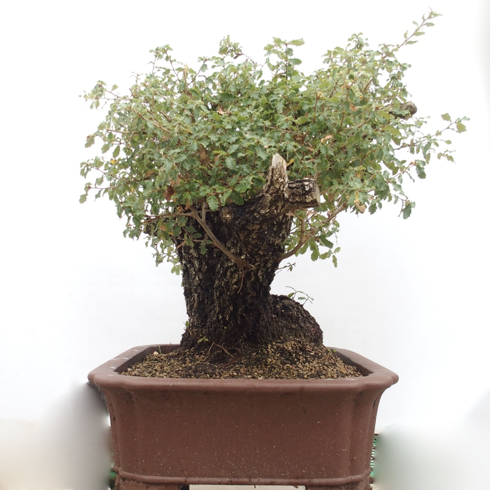 Yamadori - Quercus Ilex -Dub cezmínovitý