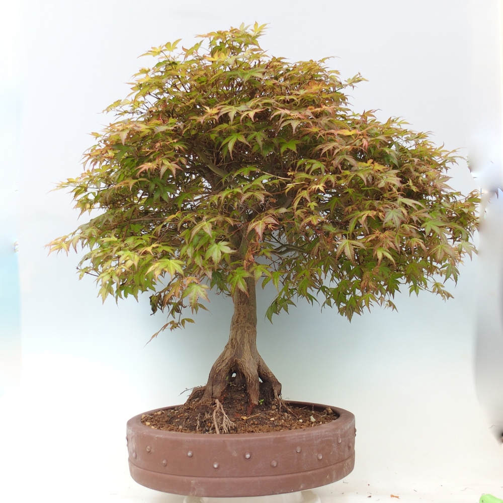 Javor poľný - Acer palmatum Beni Tsukasa