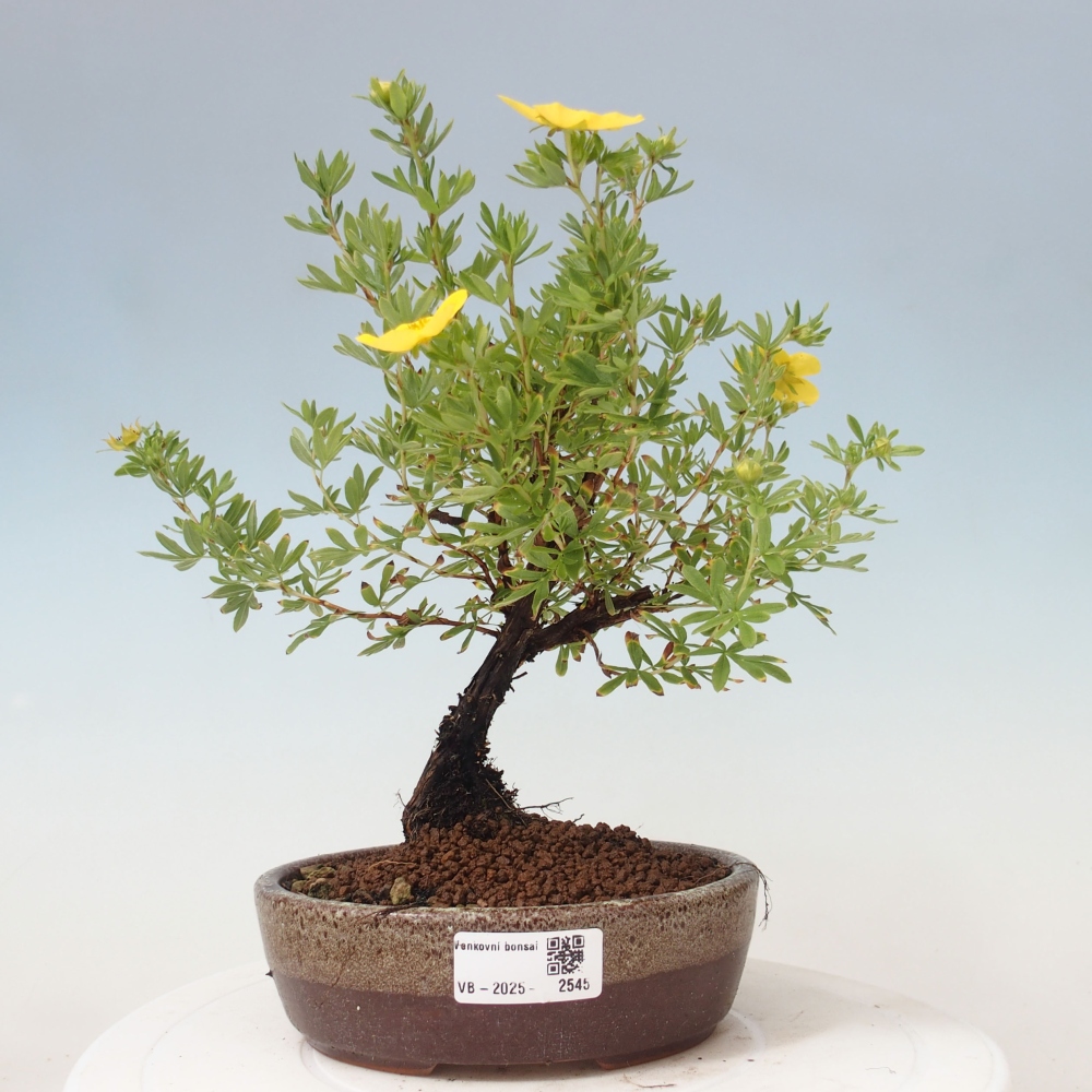 Vonkajšia bonsai-Nátržník krovitá - potentila fruticosa yellow Bird