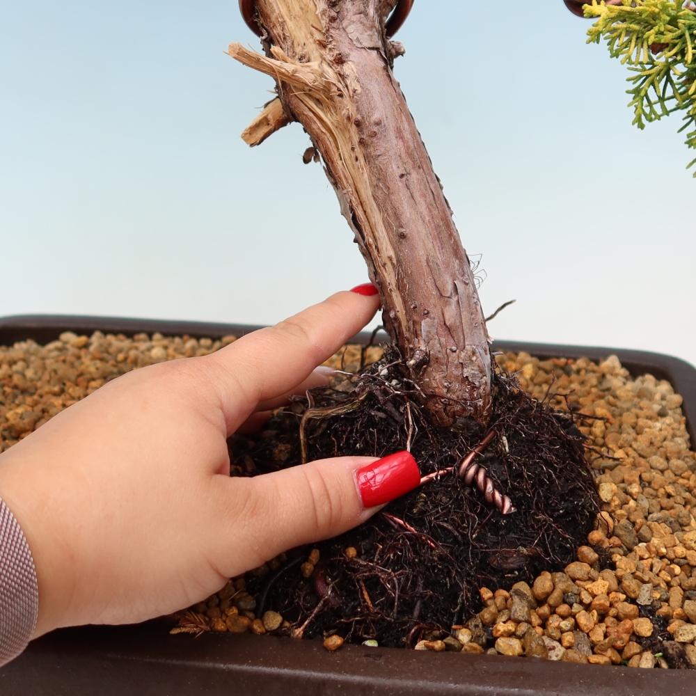 Vonkajší bonsai – Juniperus chinensis  aurea – čínsky zlatý jalovec