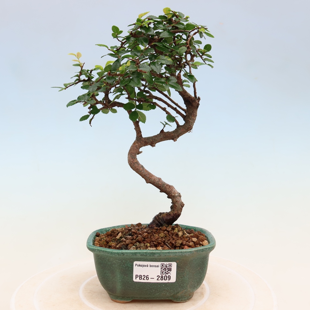 Izbový bonsaj - Ulmus parvifolia - brest malolistý