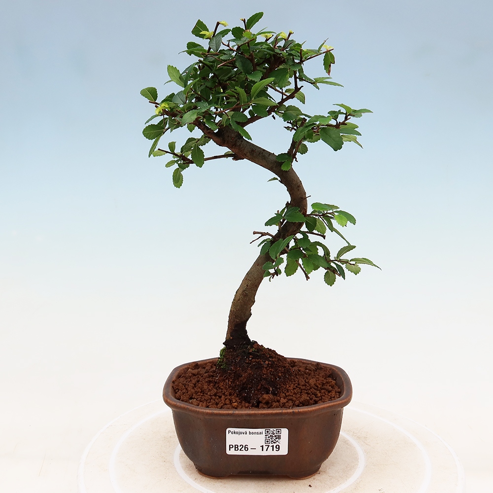 Izbový bonsaj - Ulmus parvifolia - brest malolistý