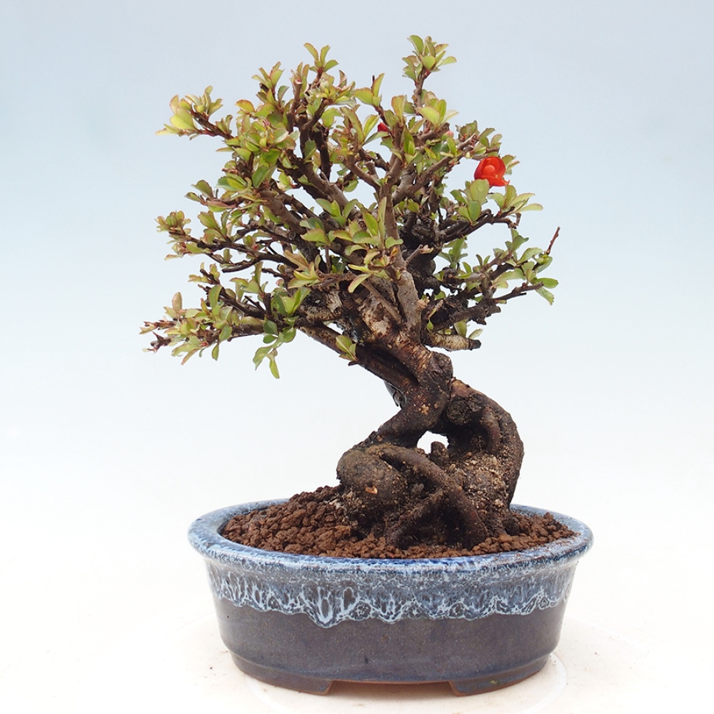 Vonkajšie bonsaje - Chaneomeles speciosa - Kdoule