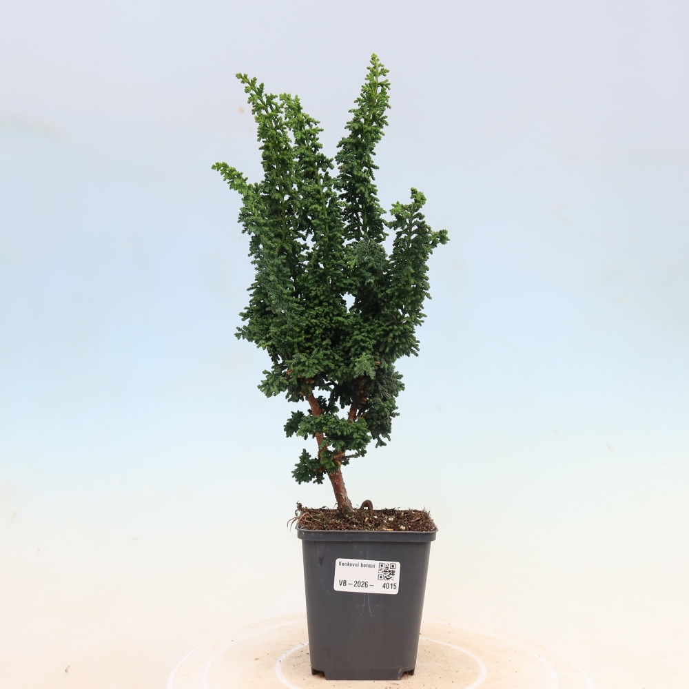 Vonkajší bonsaj - Cham. obtusa SEKKA HINOKI - Cypruštek