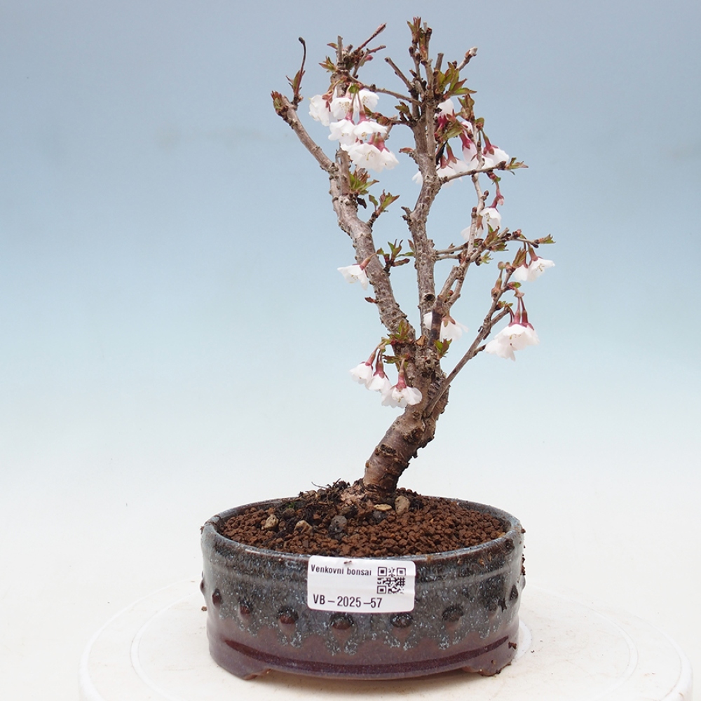 Vonkajší bonsai - Prunus incisa Kojou-no mai-Slivoň vyrezaná