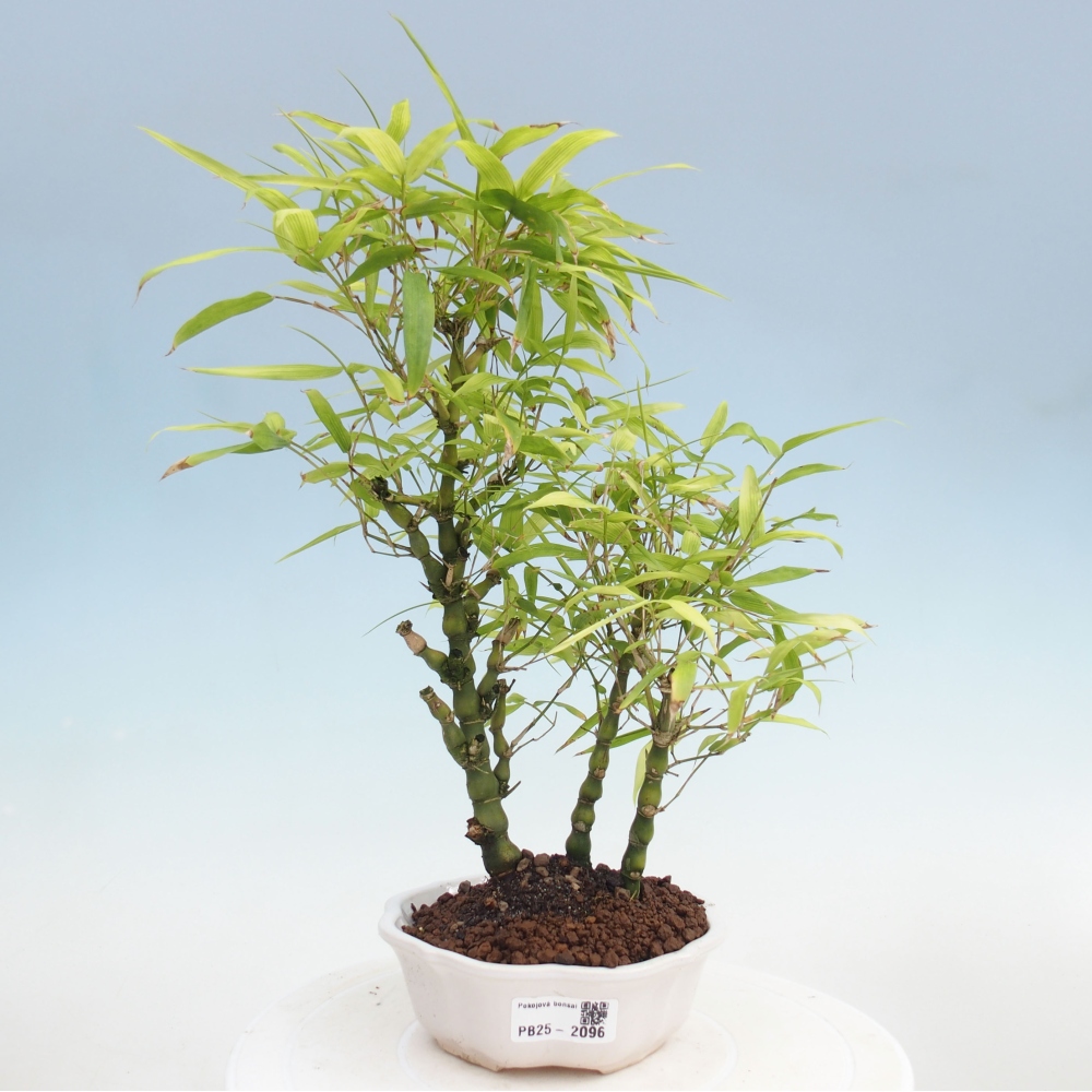 Izbová bonsai - Bambus budha-Bambus budhovo brucho