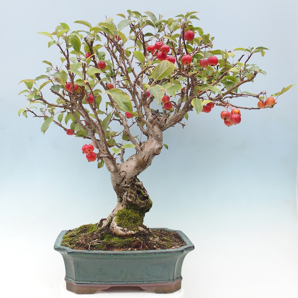 Vonkajší bonsai -Malus halliana - Maloplodá jabloň