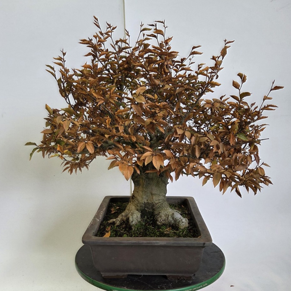 Vonkajšie bonsai -Fagus crenata