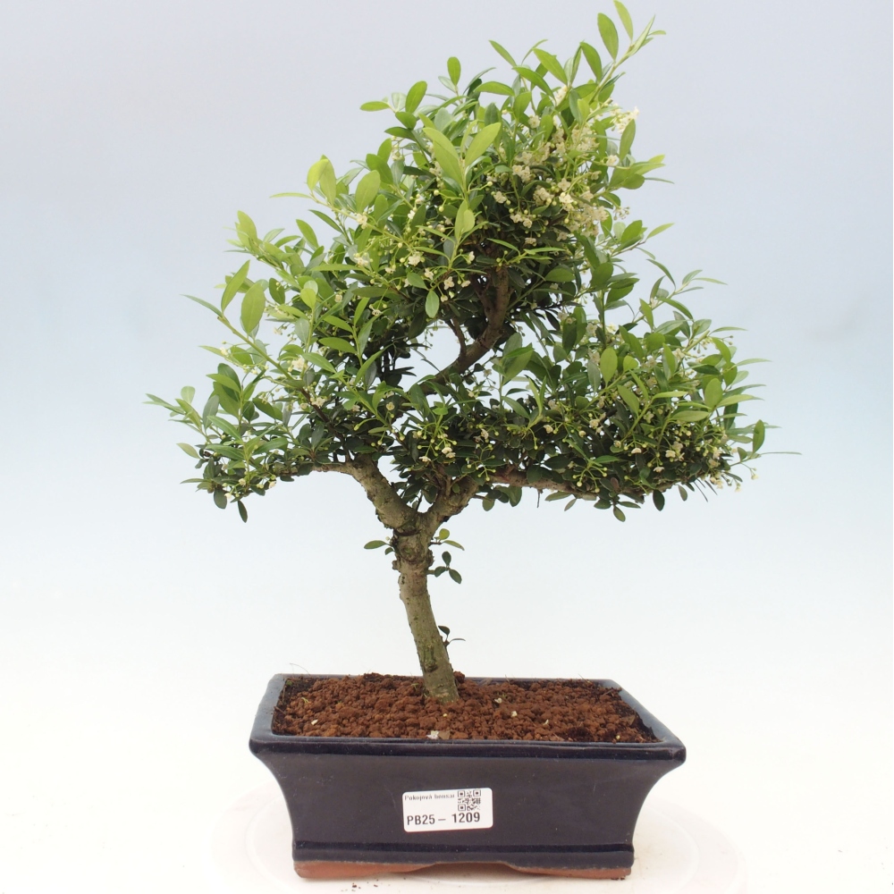Izbová bonsai - Ilex crenata - Cezmína