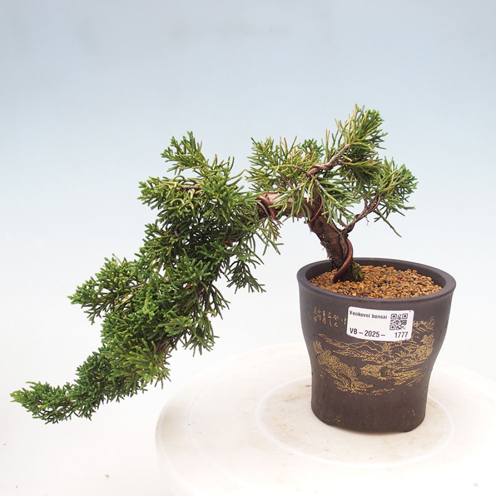 Vonkajší bonsai - Juniperus chinensis Kishu -Jalovec čínsky