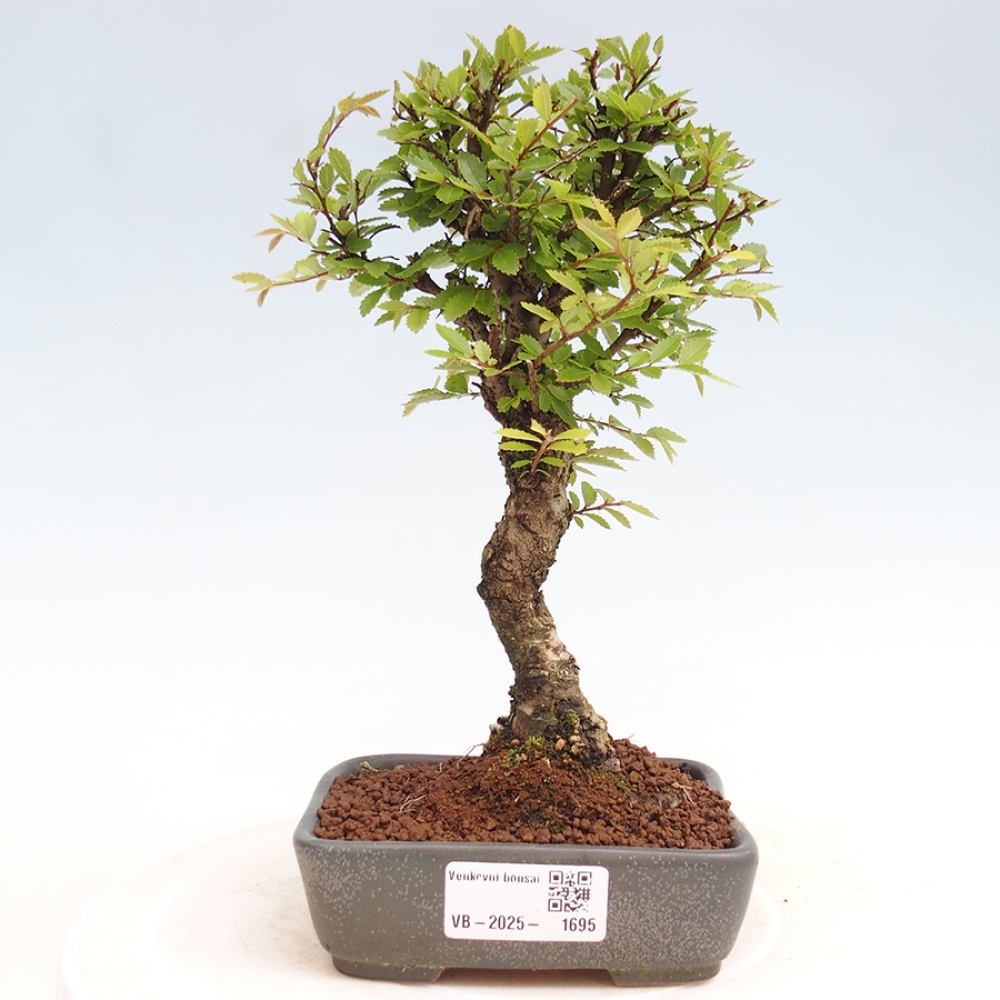 Vonkajšie bonsai - Zelkova - Zelkova Nirom