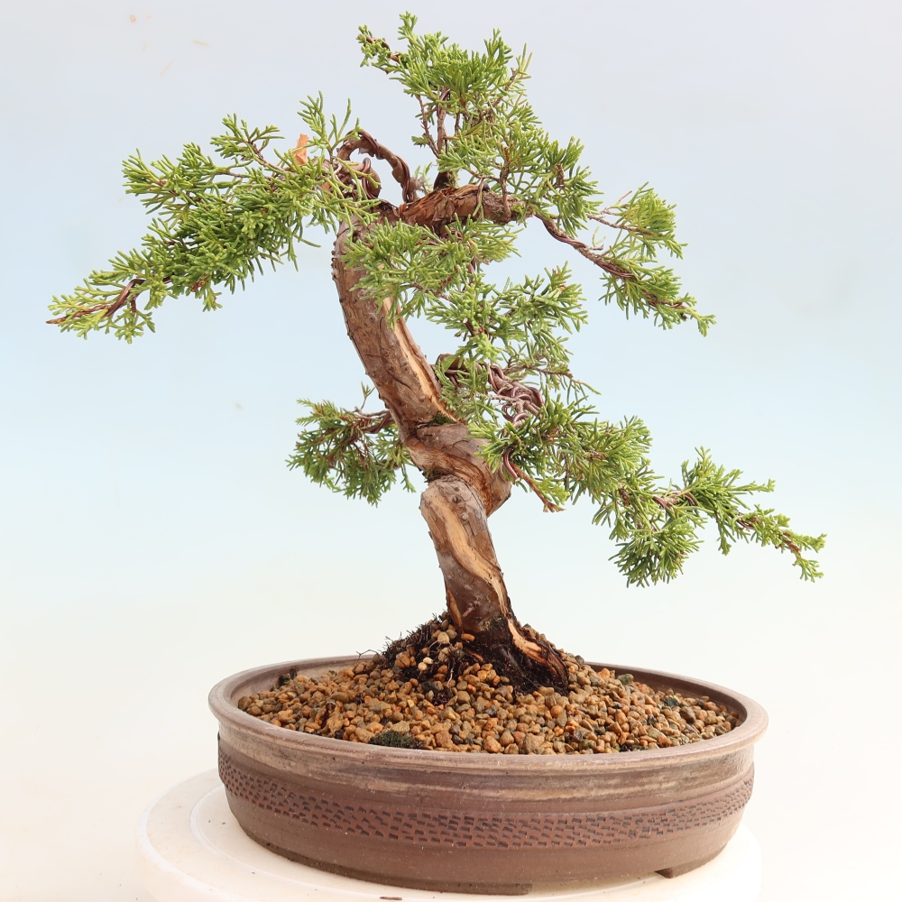 Vonkajší bonsai – Juniperus chinensis Itoigawa – čínsky jalovec