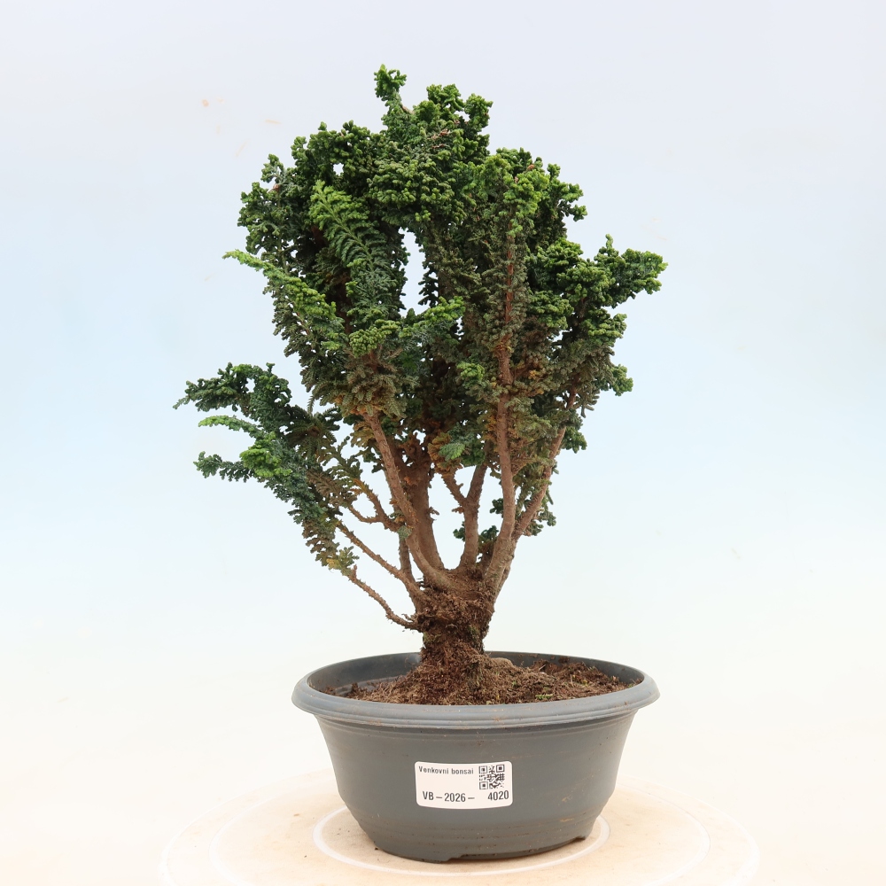 Vonkajší bonsaj - Cham. obtusa SEKKA HINOKI - Cypruštek