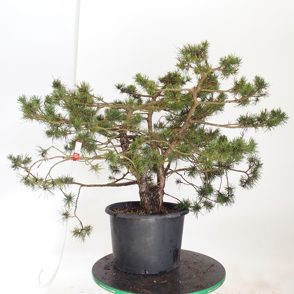 Yamadori - Pinus sylvestris Španielsko