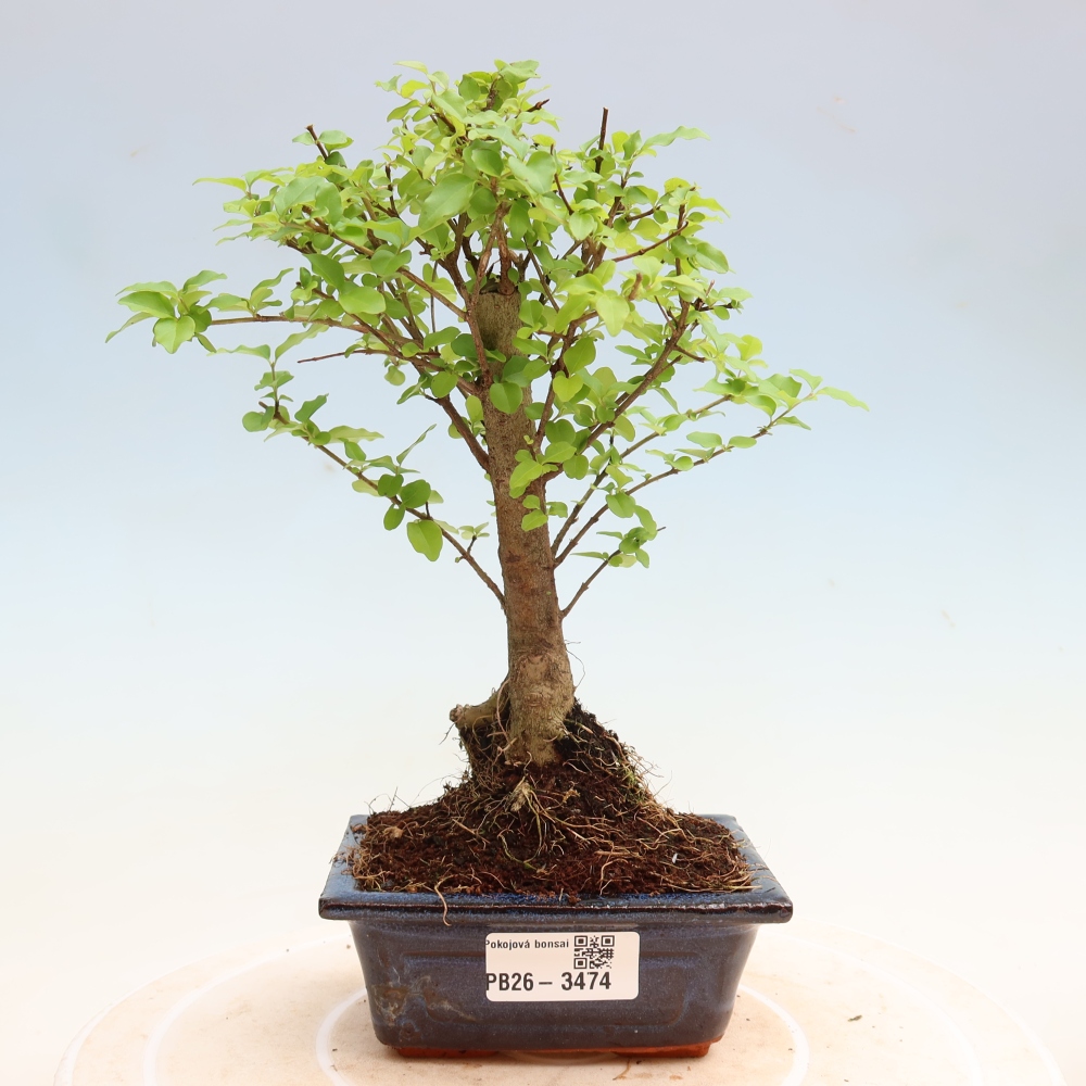 Izbový bonsaj -Ligustrum chinensis - Vtáčí zobák