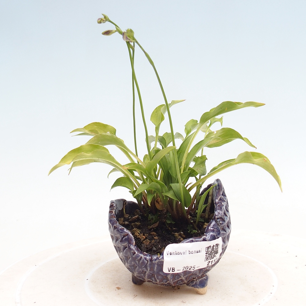 Vonkajšie bonsai - Mini Hosta - Bohyška