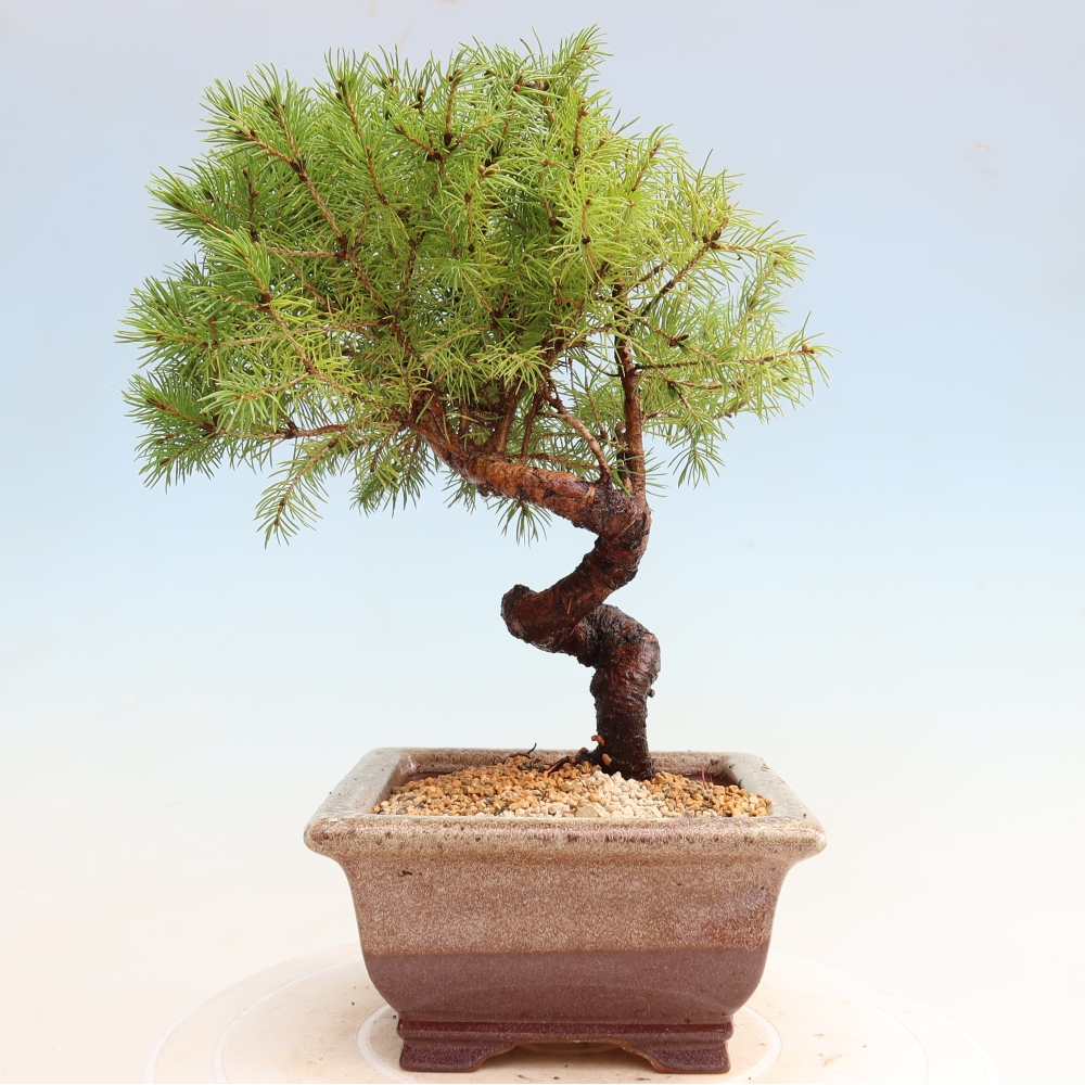 Vonkajší bonsai – Smrek sivý – Picea glauca globe